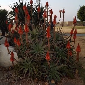 Meet your Posher, Risa